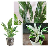 Peace Lily Plant Indoor Live, Well Rooted Peace Lily House Plant, White Flower, Plant Peace Lily Houseplant (Variegated)