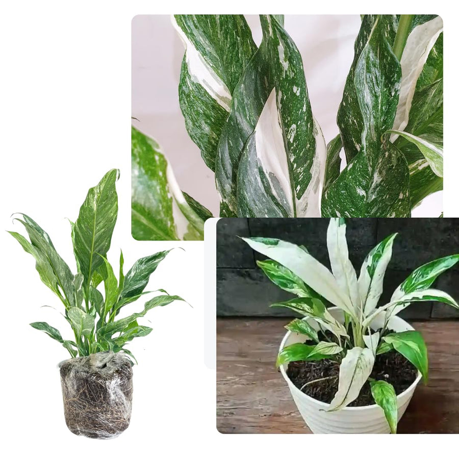 Peace Lily Plant Indoor Live, Well Rooted Peace Lily House Plant, White Flower, Plant Peace Lily Houseplant (Variegated)