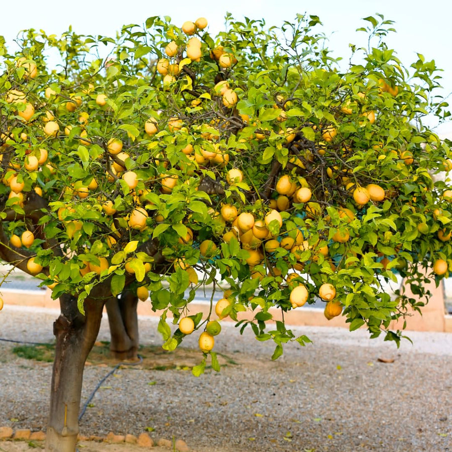 Meyer Yellow Lemon Tree Live Plant, Starter Seedling 2-3" Tall Citrus Tree, Hardy Yellow Lemon Fruit Tree for Outdoor Planting