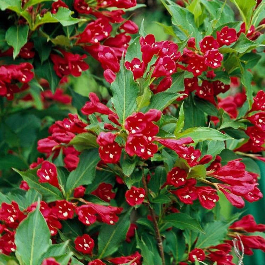 Red Weigela Plant in Quart Pot, Weigela Live Plant, Live Shrub for Outdoor Garden, Spring Blooming Flower Bush