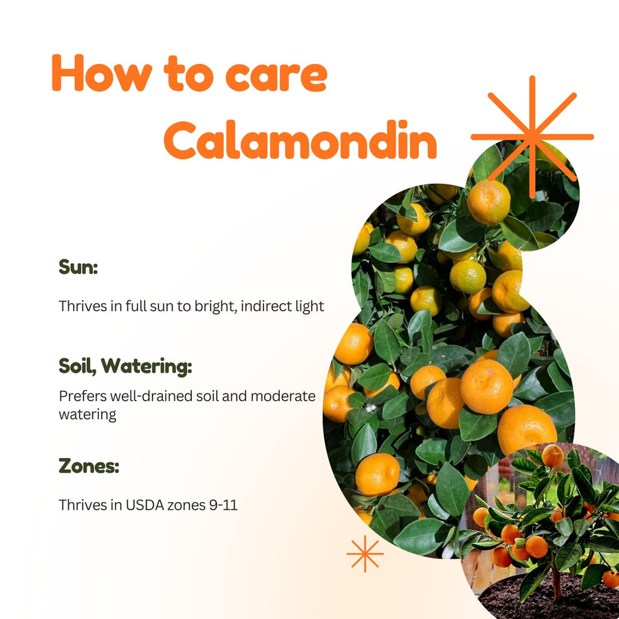 Dwarf Calamondin Tree Live Plant, Calamansi Orange Tree, 3-4 Feet Tall, Indoor Outdoor Garden Fruit Tree