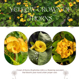 Crown of Thorns Live Plant, Red Euphorbia Milii Plant, Hardy Crown of Thorns Succulent for Outdoor Garden (Yellow)