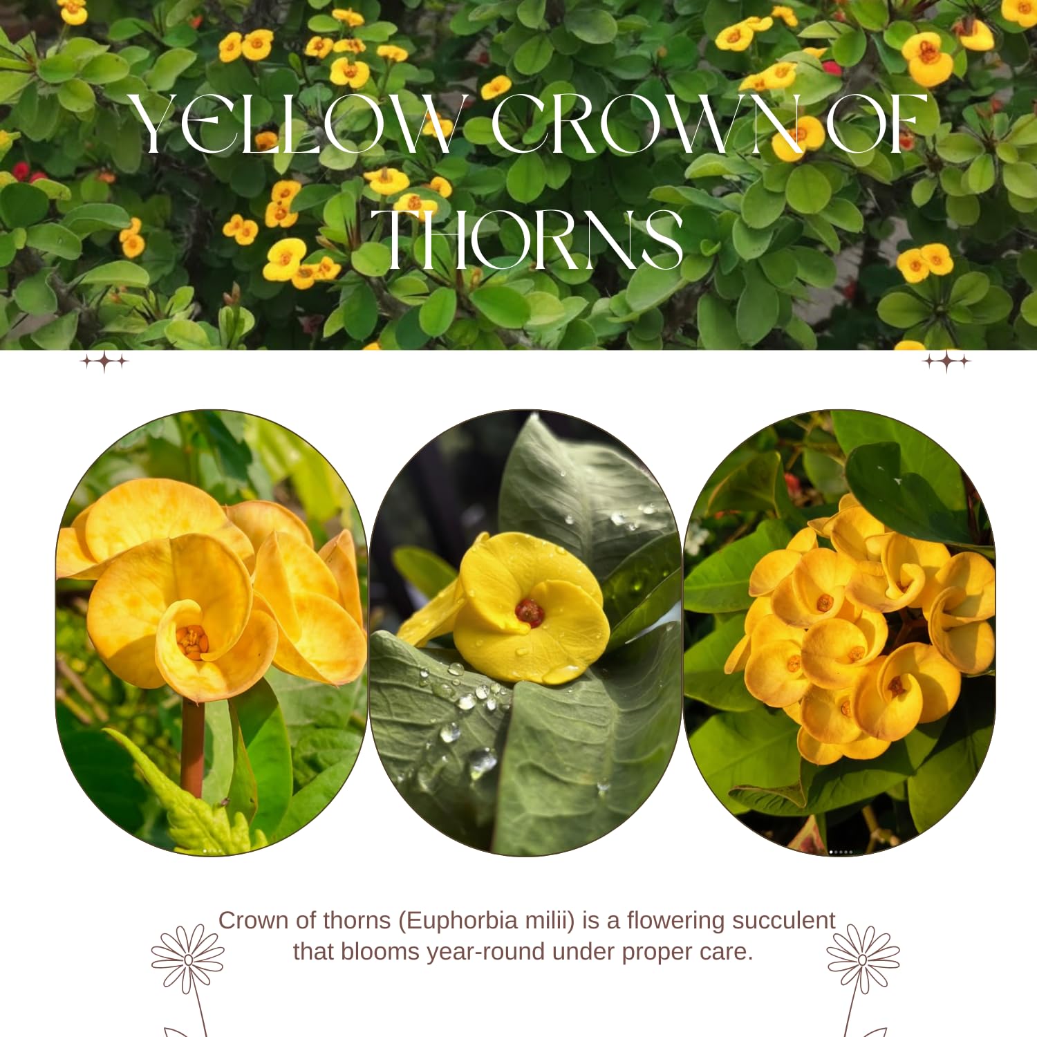 Crown of Thorns Live Plant, Red Euphorbia Milii Plant, Hardy Crown of Thorns Succulent for Outdoor Garden (Yellow)
