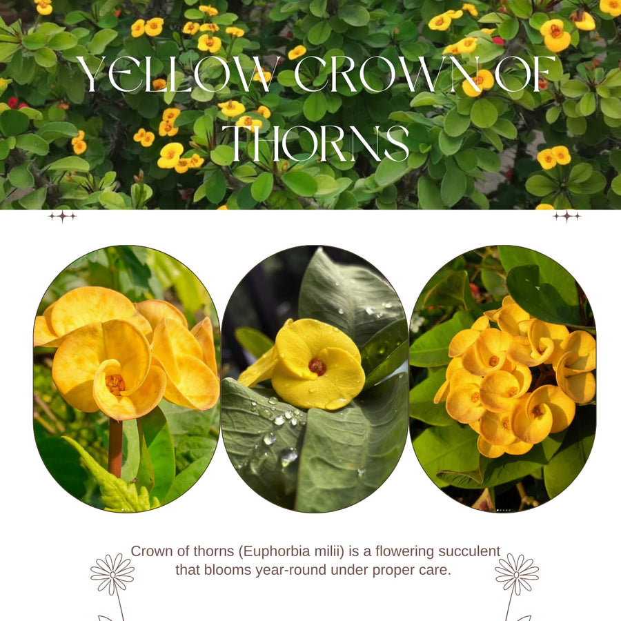 Crown of Thorns Live Plant, Red Euphorbia Milii Plant, Hardy Crown of Thorns Succulent for Outdoor Garden (Yellow)