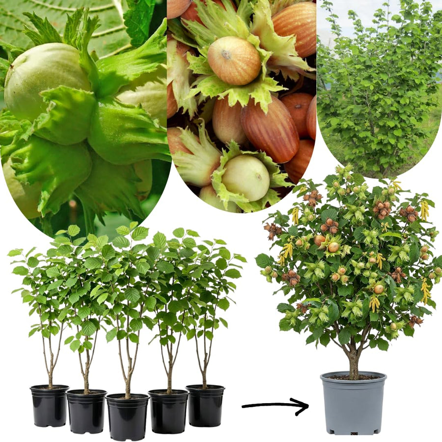 6-12" Chestnut Tree Live Plant – 1 Quart Pot, Hardy Nut Tree for Garden, Patio, or Outdoor Planting, Well-Rooted Starter Tree