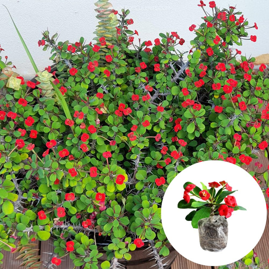 Euphorbia Milii Live Plant, Crown of Thorns Live Plant, Mix Flower Houseplant, 5-8 Inc Tall, Cold Hardy (Red)