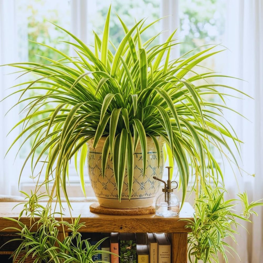 Spider Variegated Live Plant, Spider Plant, Variegated Spider Houseplant, 2-4'' Tall, Live Indoor Plant for Home and Office, Chlorophytum Comosum, No Pot