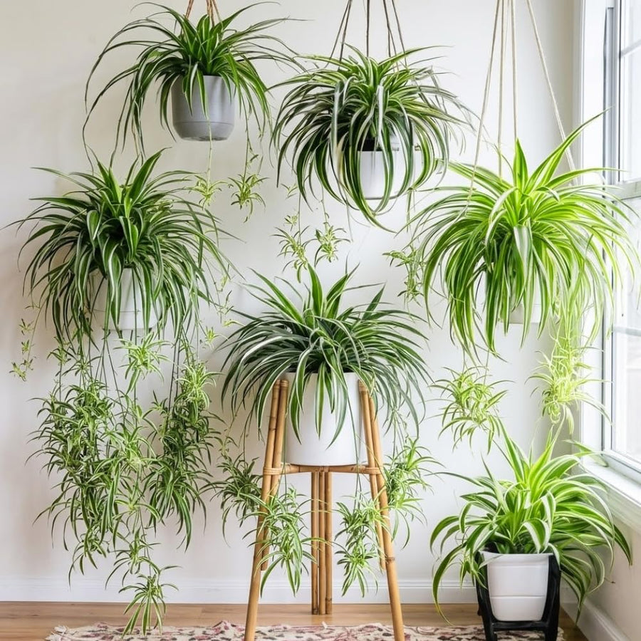 Spider Plants Live House Plants, Variegated Spider Plant for Hanging Basket, 2-3 Inc Tall, Easy-Care Houseplant, No Pot