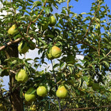 Pear Tree Live Plant, Pear Plant Tree, 2 to 3 Feet Tall, Pear Live Plant, Sweet Fruit Plant