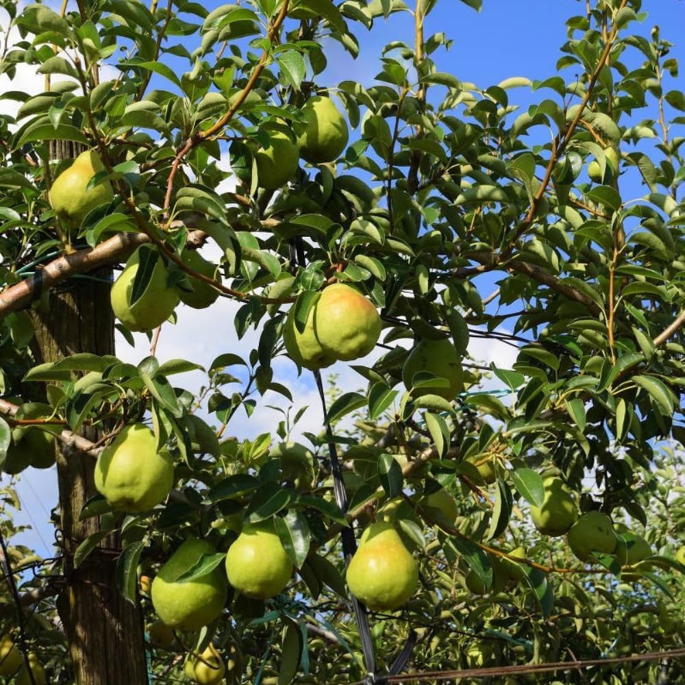 Pear Tree Live Plant, Pear Plant Tree, 2 to 3 Feet Tall, Pear Live Plant, Sweet Fruit Plant