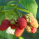 Pack 2 Caroline Red Raspberry Plants Live, Size 5-9 Inch Tall, Raspberry Trees Live Plants, Sweet Raspberry Bush Shrub