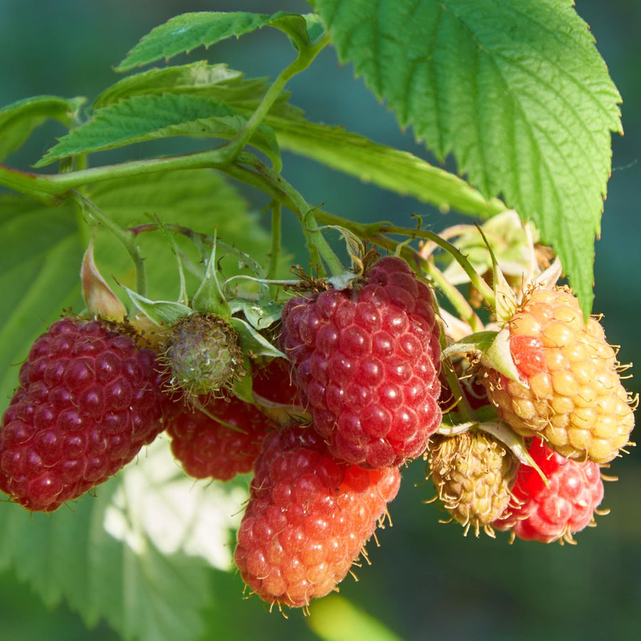 Pack 2 Caroline Red Raspberry Plants Live, Size 5-9 Inch Tall, Raspberry Trees Live Plants, Sweet Raspberry Bush Shrub