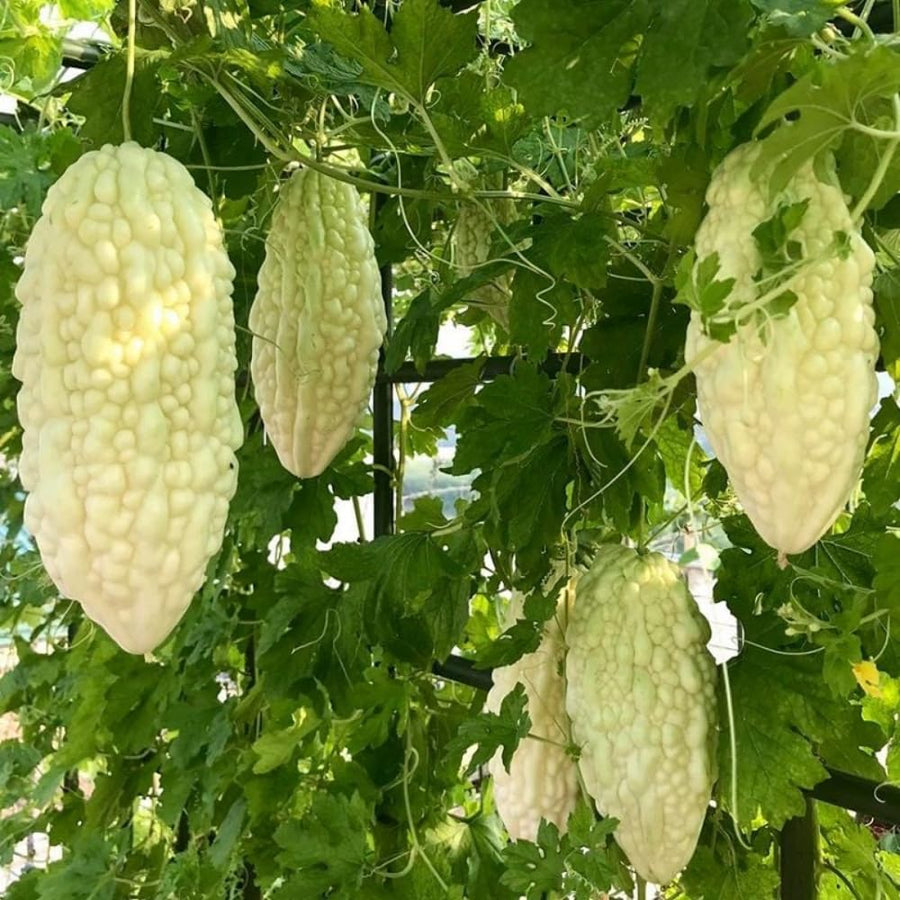 Bitter Melon Plant Live for Planting, Rare White Bitter Gourd Live Plants, Well Rooted, 6-8 Inc Tall, Summer Vegetable, Climbing Vine for Garden Trellis Growing