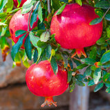 Red Pomegranate Tree Plant Live in 4" Pot, Sweet Red Pink Color for Spring Planting