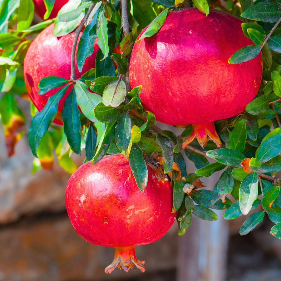 Red Pomegranate Tree Plant Live in 4" Pot, Sweet Red Pink Color for Spring Planting