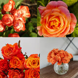 Fragrant Rose Bushes Plant Live, Orange Rose Climbing Flower Trees, Bright Orange Live Roses Bushes Bare Root Ready to Plant, 5-10 Inc Tall