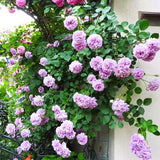 Light Purple Rose Bush Live Plant, Climbing Rose Plant Live Shrub - Bareroot with Soil 7-10 Inch Tall - Fragrant Rose Flowers Heirloom Rose Shrub