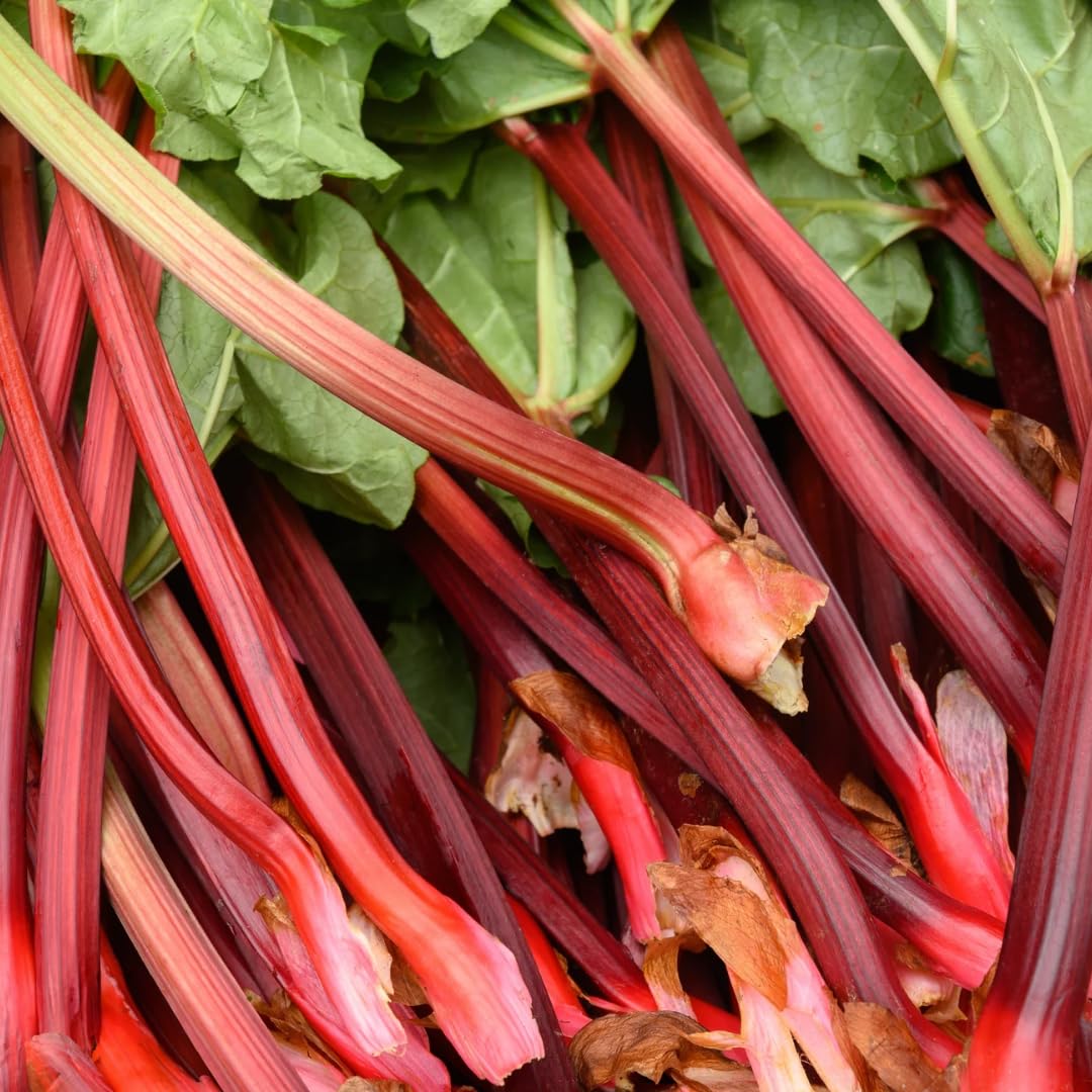 5 Red Rhubarb Plants Roots, Large Rhubarb Crowns Bare Root, Hardy Perennial Vegetable Roots, Easy to Plant, High Yields