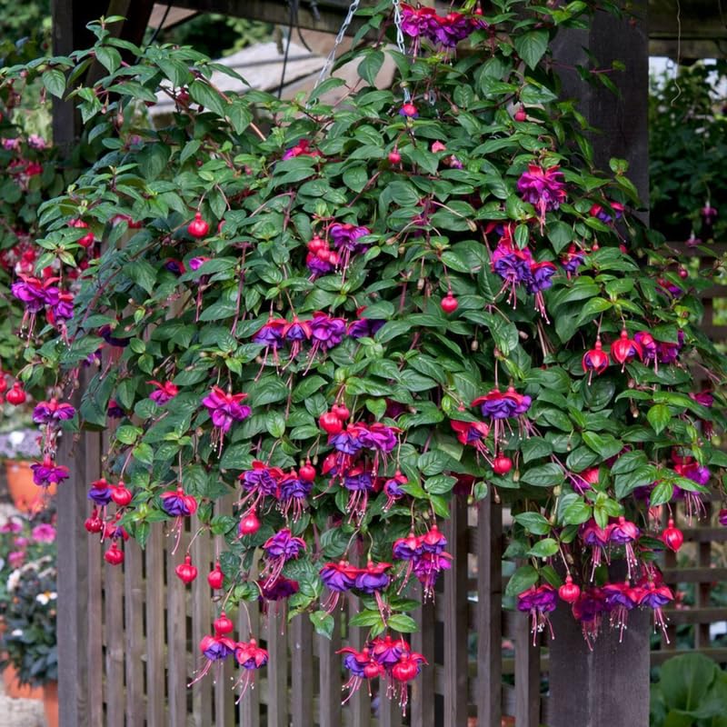Blue Fuchsia Plant Live in 5-Inch Pot, Hanging Basket Flower, Hardy Fuchsia Vine for Shade Gardens, USDA Zones 8-11