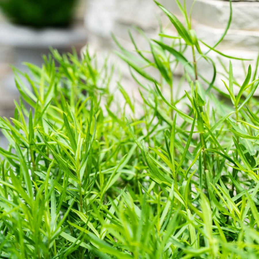 Set 2 Tarragon Plants Live, 4-9 Inch Tall, Tarragon Mint Leaves Well Rooted Plug, Perennial Tarragon Bush Shrub