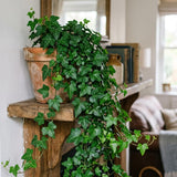 English Ivy Live Plants in 4'' Pot, Hardy Ivy Vine Plant for Trellis, Ground Cover, Live Indoor Houseplants