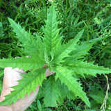 Epazote Plant Live, 4 Inch Pot, Epazote Herb for Culinary and Garden Growing