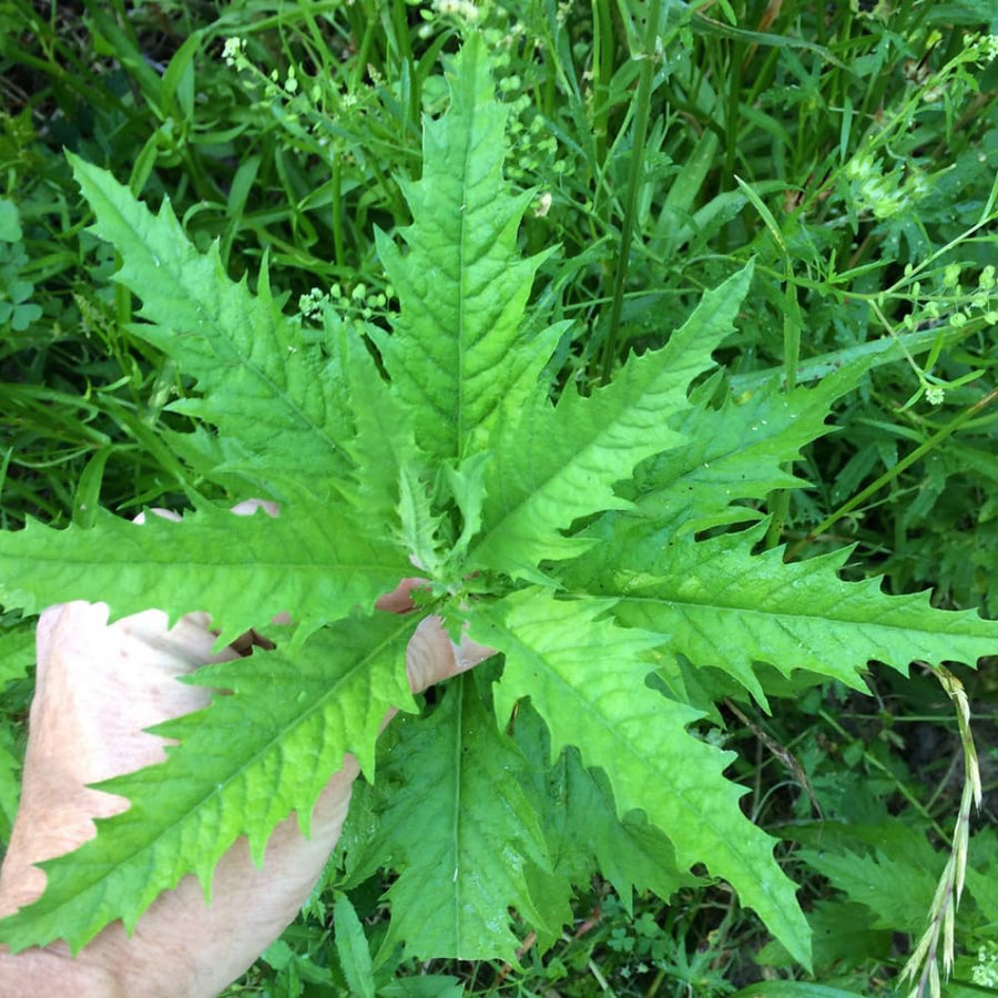 Epazote Plant Live, 4 Inch Pot, Epazote Herb for Culinary and Garden Growing