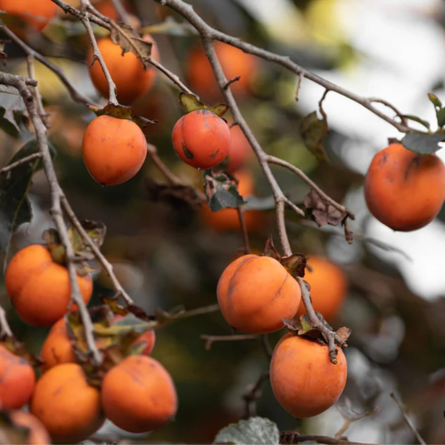 Potted Persimmon Fruit Trees Live Plants, 6 to 12 Inches Tall, Cold Hardy, American Persimmon Tree