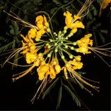 Yellow Mexican Bird of Paradise Plant Live in Pot, Well-Rooted Seedling for Outdoor Growing, Peacock Plant