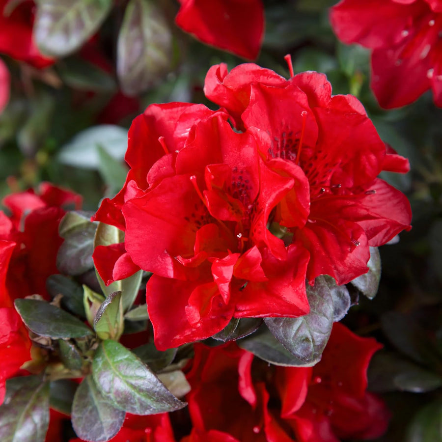 Red Azalea Plant Live, 10 Inches Tall, Hardy Flowering Shrub for Outdoor Planting and Landscaping