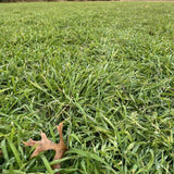 3 Pound Rye Cover Crop Seeds, Winter Rye Seeds for Garden Ground Cover and Seasonal Growing