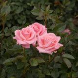 Mini Rose Bush, Miniature Rose Flowers in 3'' Pot, Compact Flowering Rose for Indoor Outdoor Gardens and Containers (Light Pink Roses)