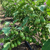 100 Green Eggplant Seeds for Planting, Eggplants Seeds, Vegetable Plant Garden