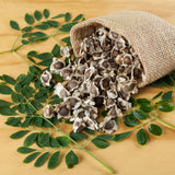 50 Moringa Seeds for Planting, Oleifera Tree Seeds, Suitable for Outdoor Growing
