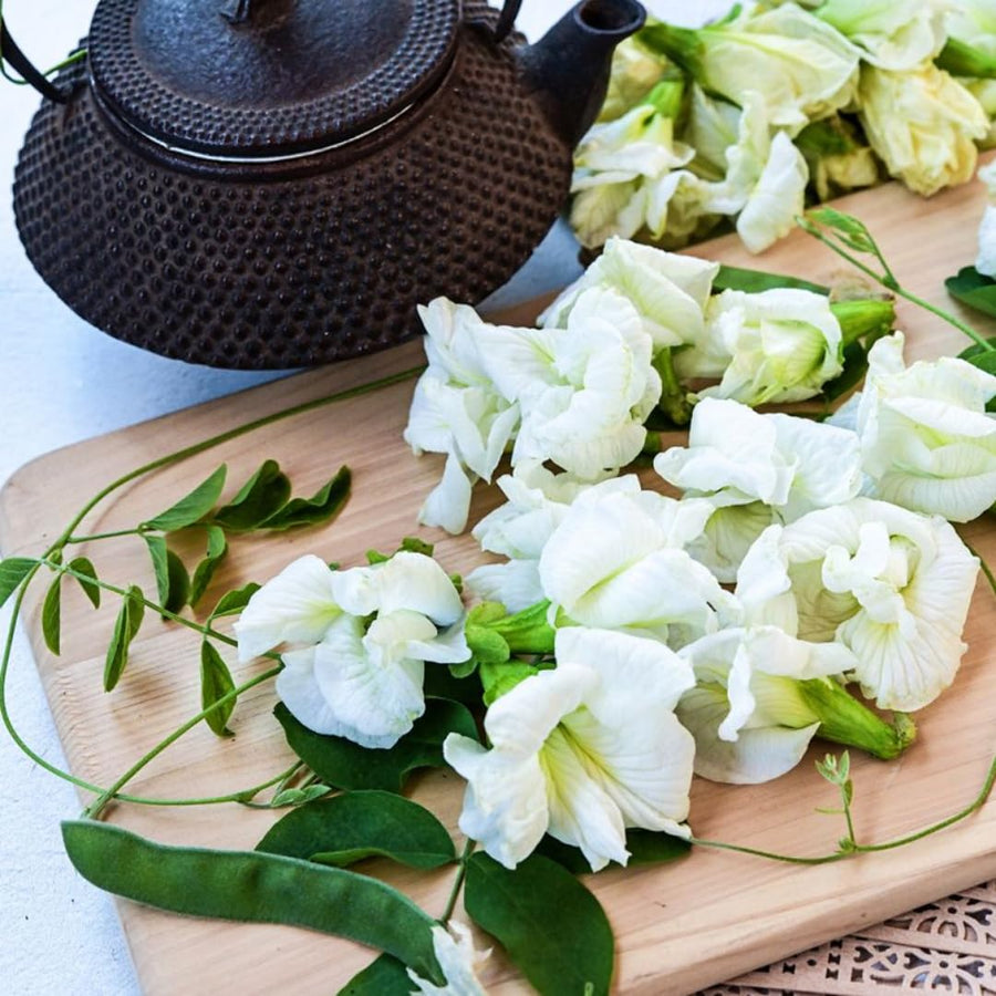 White Butterfly Pea Plant Live, 6 to 10 Inc Long Butterfly Flower Vine Plant Live Growing, 4 Inc Potted (Clitoria ternatea)