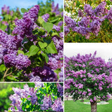 1 Purple Lilac Tree Live Plant, Reblooming Lilac Plant Live for Planting Indoor Outdoors 14-20 Inch Tall, Fully Rooted in Soil, Come in Pot