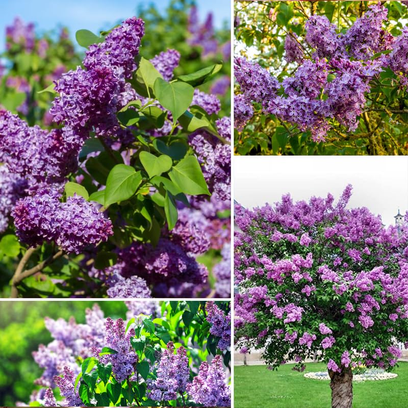 1 Purple Lilac Tree Live Plant, Reblooming Lilac Plant Live for Planting Indoor Outdoors 14-20 Inch Tall, Fully Rooted in Soil, Come in Pot