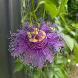 Passiflora Incarnata Maypop Live Plant, Purple Passion Flower Vine, 4-8'' Tall, Cold Hardy Perennial for Patio, Trellis and Outdoor Garden, Well Rooted Starter Plant