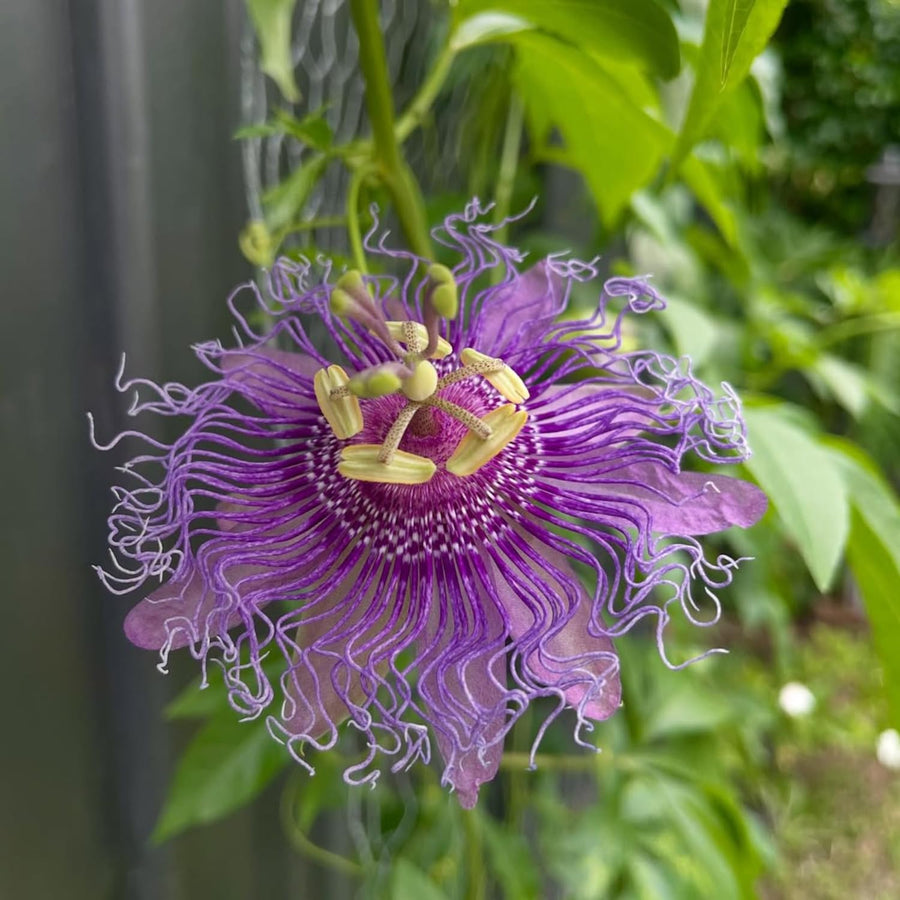 Passiflora Incarnata Maypop Live Plant, Purple Passion Flower Vine, 4-8'' Tall, Cold Hardy Perennial for Patio, Trellis and Outdoor Garden, Well Rooted Starter Plant