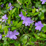 Pack of 25 Vinca Plants, Vinca Minor Ground Cover Plants, 6-8 Inc Tall, Periwinkle Plant Live for Outdoor Garden