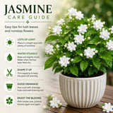 Live Duke Jasmine Plant, Well Rooted Jasmine Vine in Gallon Pot, Extremely Fragrant, Hardy, Indoor Outdoor Planting