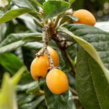 Yellow Loquat Live Plant in 4 inch Pot, 7-10″ Tall Loquat Fruit Plant for Planting, Tropical Fruit Tree Well Rooted