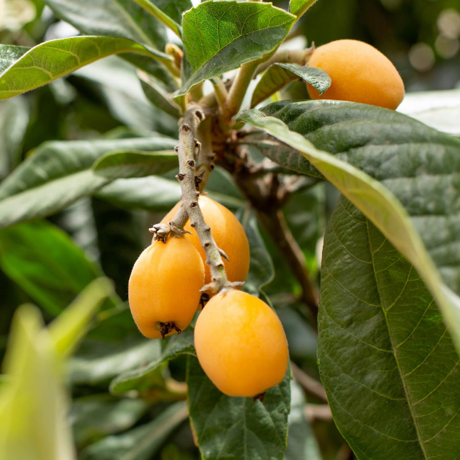 Yellow Loquat Live Plant in 4 inch Pot, 7-10″ Tall Loquat Fruit Plant for Planting, Tropical Fruit Tree Well Rooted