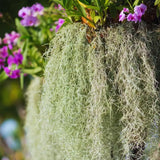 Spanish Moss Plant Live, Spanish Moss Tillandsia Air Plants Live Houseplants, 12 to 18 Inc Tall, Succulent Plants Live