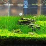 100 Aquarium Water Grass Seeds, Aquarium Plant Seeds, Water Grass Ground Covering Plant Seed, Grass Seed for Ground Covering