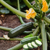 2 Green Squash Zucchini Plant Live, Squash Zucchini Plant, Vegetable Seedling, 3-5 Inches Tall for Outdoor Growing
