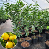 Lemon Tree Live Plant, 3-4 Feet Tall Grafted Citrus Tree, Hardy Yellow Lemon Fruit Tree for Outdoor Planting