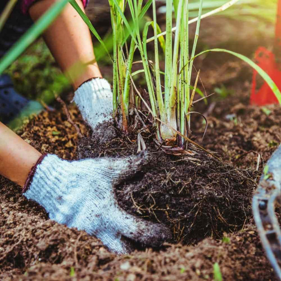 2 Lemon Grass Live Plant, Lemongrass Plants Live Well Rooted, Live Lemongrass Plant for Outside, Herbs for Planting Indoor Outdoor Garden