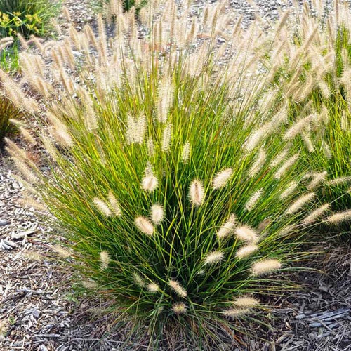 2 White Fountain Grass Live Plants, Perennial Grass Clumps for Outdoor Landscaping Growing, Ornamental Grasses Ready to Grow 4-9 Inches