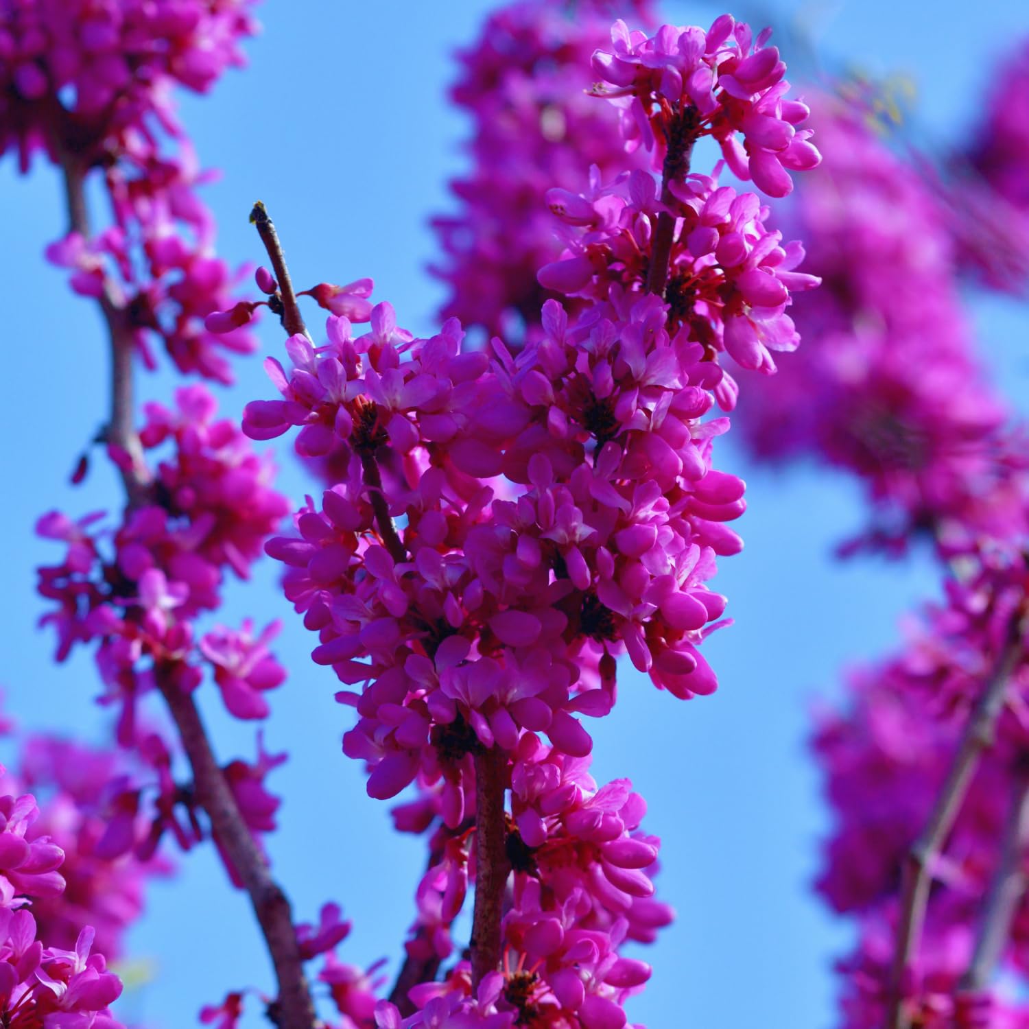 Redbud Tree Live Plant Bare Root, Red Bud Plant, Hardy Shrub Plant from 26 to 28 Inc Tall
